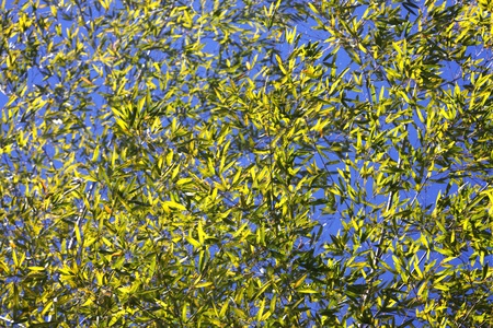 Bamboo for background or textureの写真素材