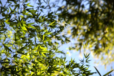 Bamboo for background or textureの写真素材