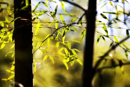 Bamboo for backgroundの写真素材