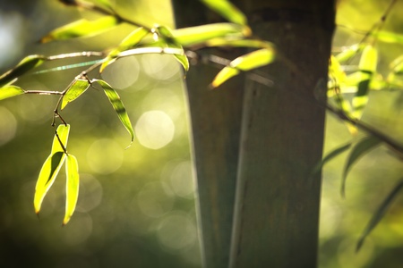  Bamboo for backgroundの写真素材