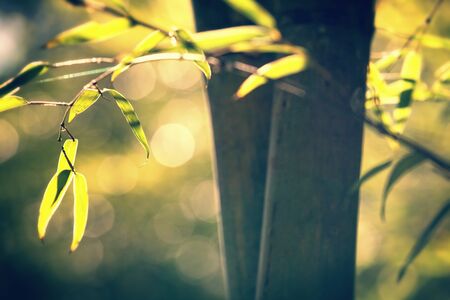  Bamboo for backgroundの写真素材