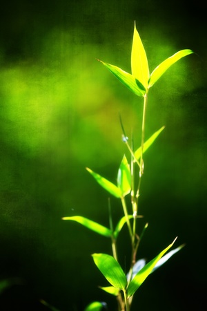  Bamboo for backgroundの写真素材