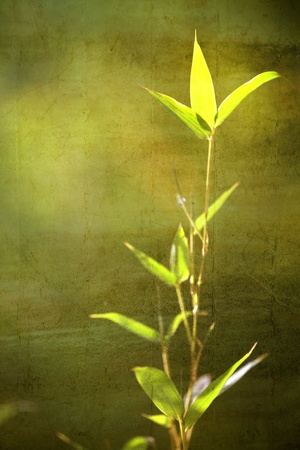  Bamboo for backgroundの写真素材