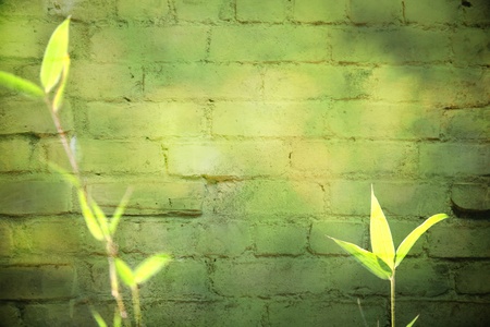  Bamboo for backgroundの写真素材