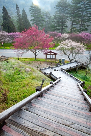 Plum flowers blossoming tree branchの写真素材