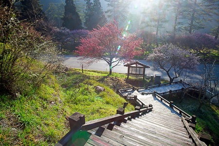 Plum flowers blossoming tree branchの写真素材