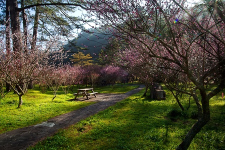 Plum flowers blossoming tree branchの写真素材