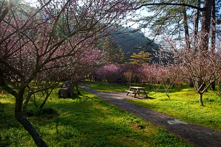 Plum flowers blossoming tree branchの写真素材