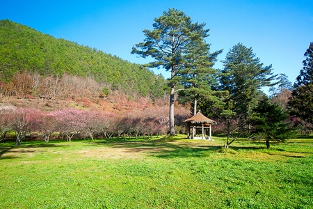 Plum flowers blossoming tree branchの写真素材