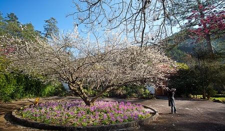 Plum flowers blossoming tree branchの写真素材