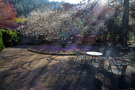 Plum flowers blossoming tree branchの写真素材