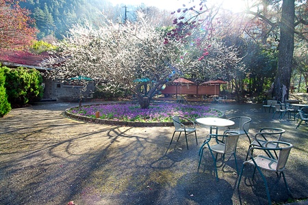 Plum flowers blossoming tree branchの写真素材