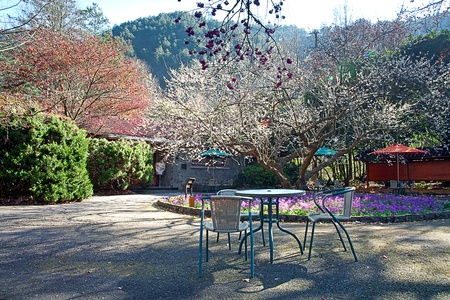 Plum flowers blossoming tree branchの写真素材