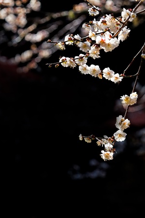 Plum flowers blossoming tree branchの写真素材