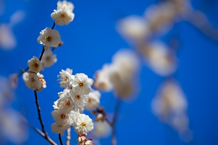 Plum flowers blossoming tree branchの写真素材