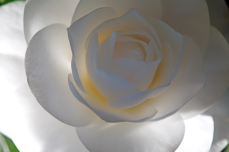 Single camellia flower backgroundの写真素材