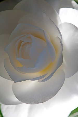 Single camellia flower backgroundの写真素材