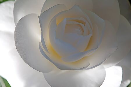Single camellia flower backgroundの写真素材