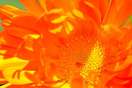 Colorful chrysathemum の写真素材