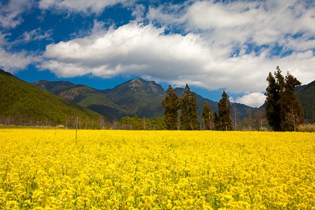 Rape field and sunsetの写真素材