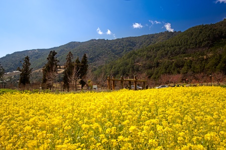 Rape field and sunsetの写真素材