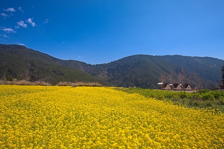 Rape field and sunsetの写真素材