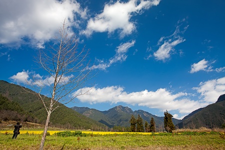 Rape field and sunsetの写真素材