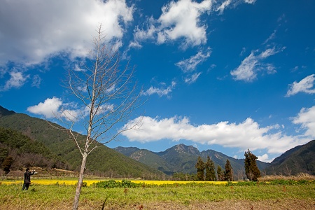 Rape field and sunsetの写真素材