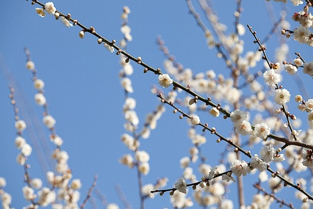 Plum flowers blossoming tree branchの写真素材