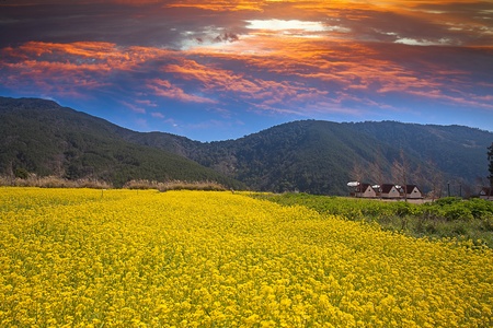 Rape field and sunsetの写真素材