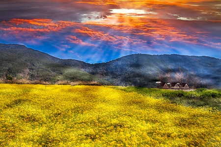 Rape field and sunsetの写真素材