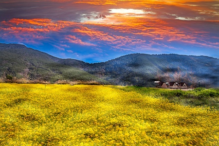 Rape field and sunsetの写真素材