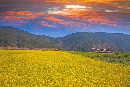 Rape field and sunsetの写真素材