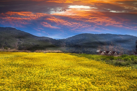 Rape field and sunsetの写真素材