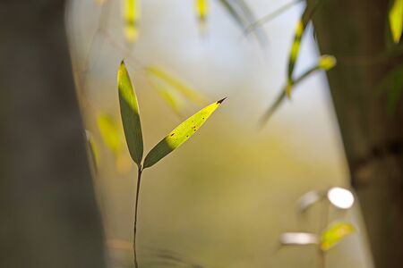 Asian Bamboo for backgroundの写真素材