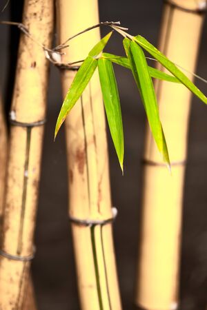 Asian Bamboo for backgroundの写真素材
