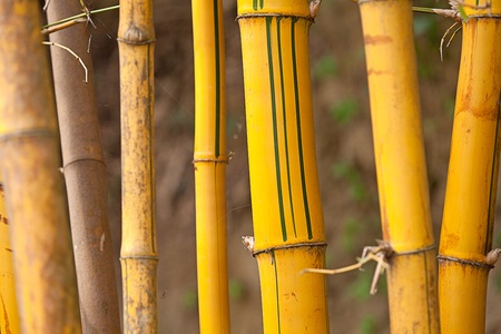 Asian Bamboo for backgroundの写真素材