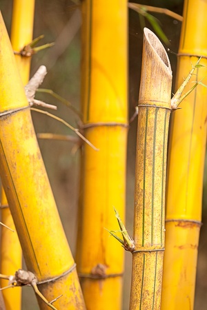 Asian Bamboo for backgroundの写真素材