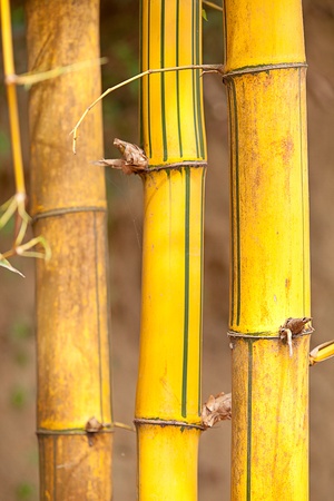 Asian Bamboo for backgroundの写真素材