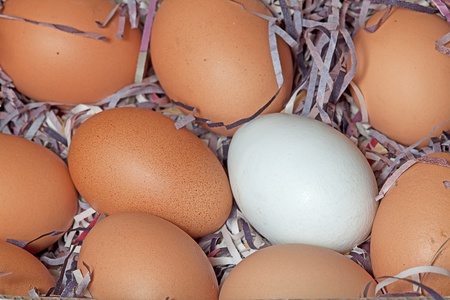 Organic eggsの写真素材