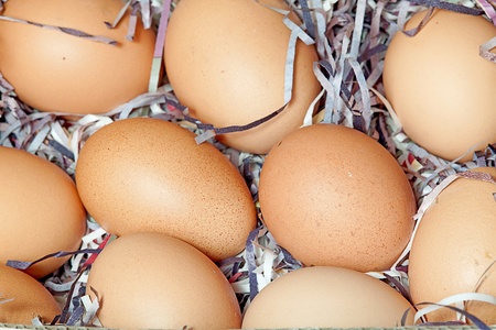 Organic eggsの写真素材