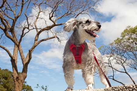 Miniature Schnauzer for background  の写真素材