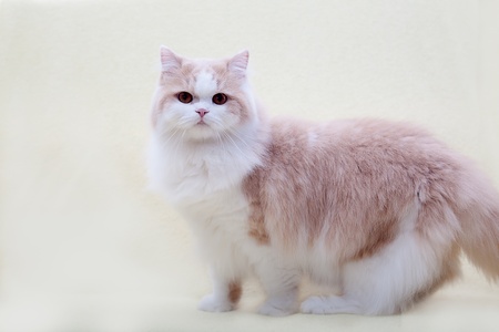 Lying cat for background or textureの写真素材