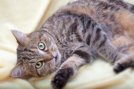 Lying cat for background or textureの写真素材