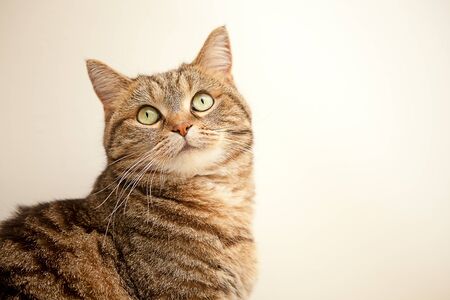 Lying cat for background or textureの写真素材