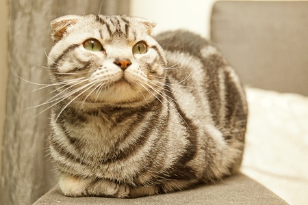 Lying cat for background or textureの写真素材