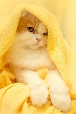 Lying cat for background or textureの写真素材