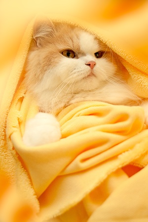 Lying cat for background or textureの写真素材