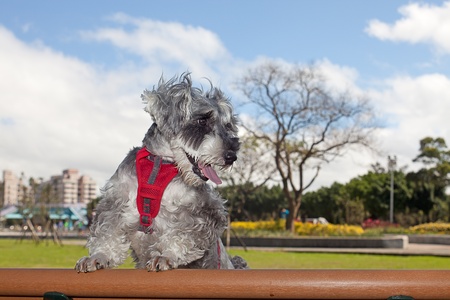 Miniature Schnauzer for background  の写真素材