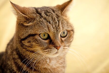 Lying cat for background or textureの写真素材